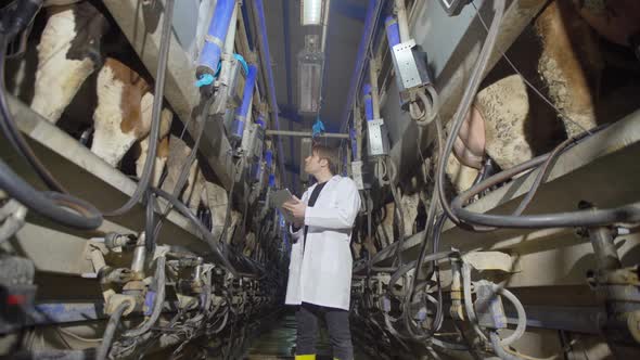 Farmer in modern cow milking parlor.