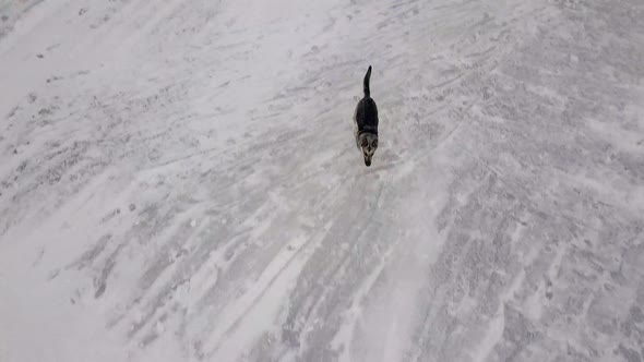 Dog Barking and Extremly Fast Running Throw the Flying Drone, Winter.