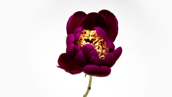 Timelapse of Flowering Burgundy Peony on a White Background