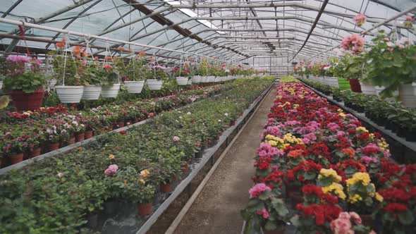 Growing Plants in Spring Timelapse Flowers and Greens in Greenhouse Agriculture