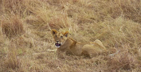 Lion cub in the savanna