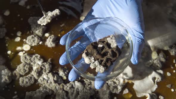 Hand in Blue Glove Holds Petri Dish With Mold And Bacteria Colony