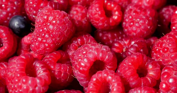Close Up Rotation Loopable Raspberry. Fresh, Juicy Raspberry Background, Ripe. Macro Red Raspberries