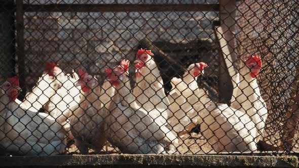 White Chickens and Roosters Walking and Pecking in Coop on Free Range Farm