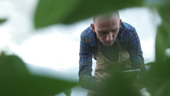 Male Farmer Agronomist Examining Soybean Plants in Cultivated Field