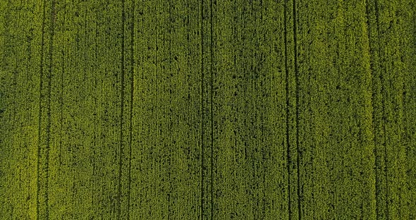 Bird's Eye View Of Rapeseed Field