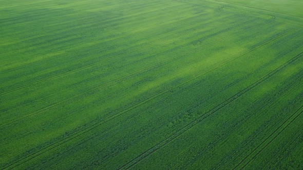 Aerial View on Green Wheat Field in Countryside