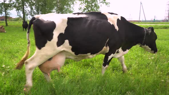 overview of the meadow on which various domestic cows graze on a hot, wet day