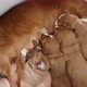 Female Dog Nursing Cute Puppies - VideoHive Item for Sale