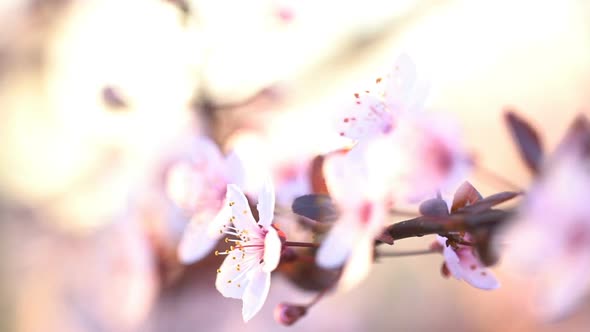Sakura. Branches of Cherry Blossoms