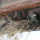 Redstart Nest. Feeding Of Nestling - VideoHive Item for Sale