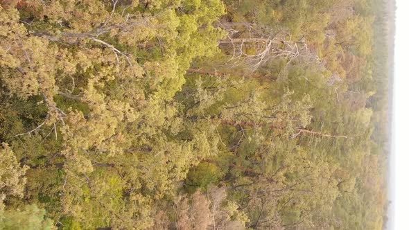 Vertical Video of Trees in the Forest in Autumn