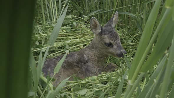 Lonely Fawn, Baby Deer, Abandoned by Mother, Lying in Green Grass, Close Up