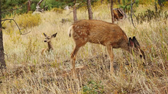 Two little white-tailed deer in Colorado