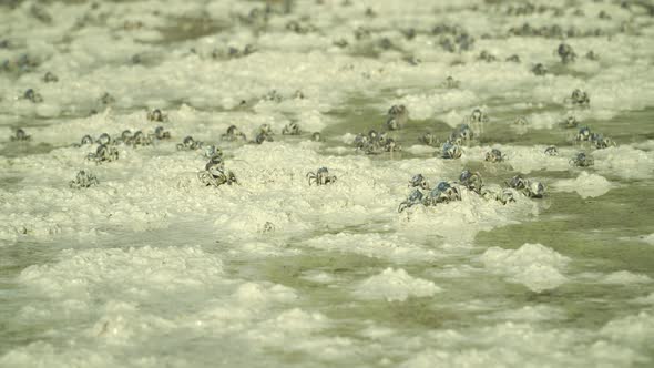 Blue Soldier Crabs on the Beach