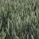  Green Wheat Stalks Blow in the Wind. Natural Wheat Field. Beautiful Nature Wheat Field - VideoHive Item for Sale