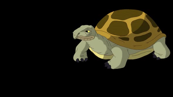 Big swamp turtle takes a few steps alpha mate