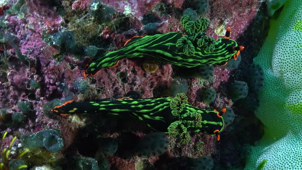 Two green Tiger Nudibranch (Nembrotha kubaryana) sitting on coral reef