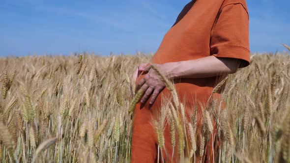 Pregnant Girl In Field Of Wheat At Sunset