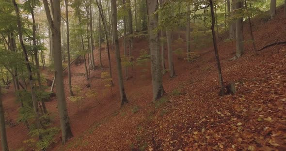 Walking Outdoor Under Trees in Woods Forest in Bad Weather Overcast Day