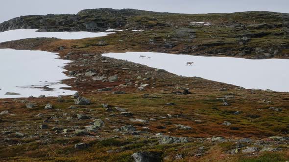 Three Deers Walking At Snowy Hill Of Helagsfjället In Jamtland, Harjedalen, Sweden. - wide shot