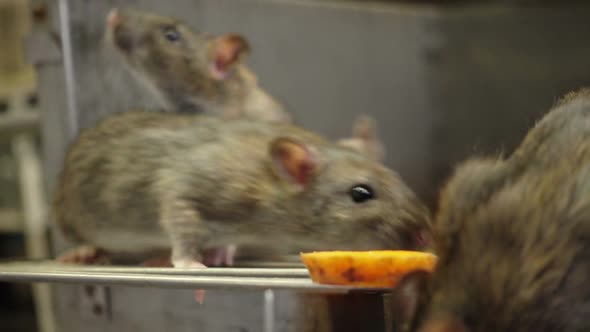 Curious Gray Rats