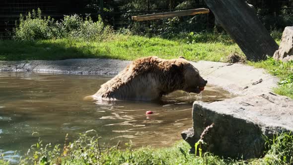 Brown Bear Plays in the Pond in the Reserve and Funny Swimming in the Water