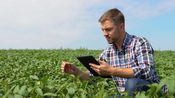 Farmer Uses a Tablet Computer on a Soy Field