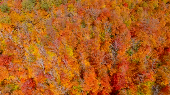 Aerial view of fall season foliage colors.