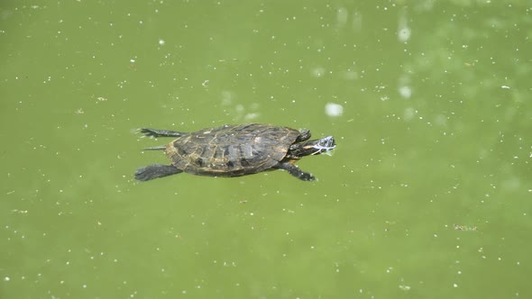 Yellow-bellied slider turtle swimming