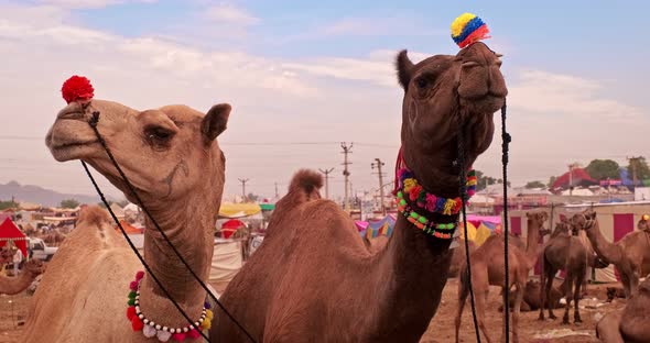 Beautiful Camel Couple at Pushkar Mela Camel Fair Festival in Field Waiting for Trade. Pushkar