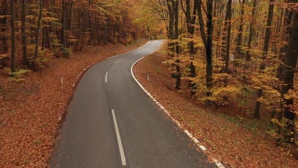 Flying Along Empty Country Road Through Autumn Forest