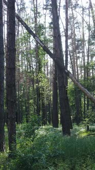 Vertical Video of a Forest with Trees