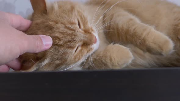 Man Strokes Cute Ginger Cat on Shelf. Fluffy Pet Purring with Pleasure. Cozy Home.