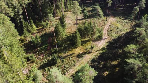 Top down view of beautiful and vibrant Lithuanian forest. Drone flying toward empty area with small