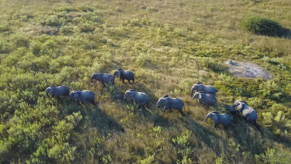 Aerial View of African bush elephant herd walking across sunset plain
