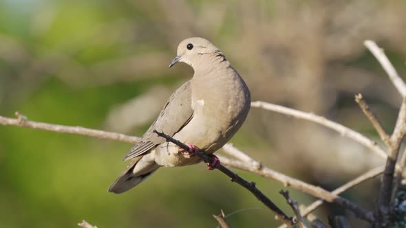 A female eared dove, zenaida auriculata with a long, wedge-shaped tail perched on branch, curiously