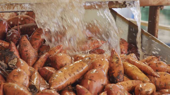 Washing and sorting of sweet potatoes in an agricultural packing facility