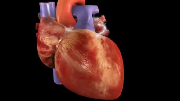 heartbeat is controlled by the heart's electrical system