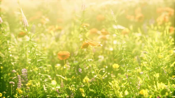 Real Field and Flowers at Sunset