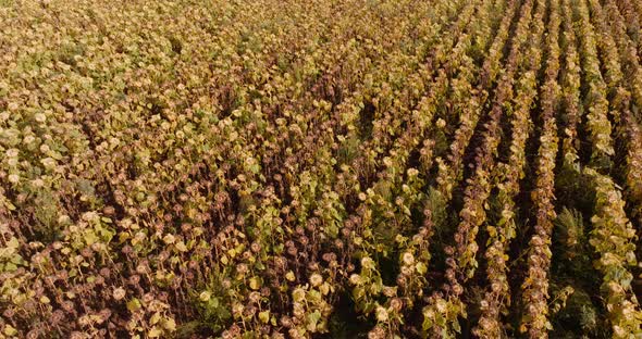 Sunflower Field Agriculture Oil Production