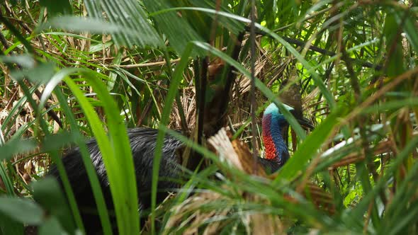 Southern cassowary bird in a green forest, wildlife medium static shot