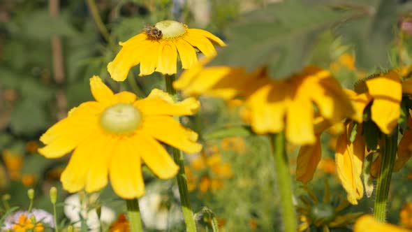 Bee on Rudbeckia hirta Irish Spring flower in the garden 4K 3840X2160 UltraHD footage - Rudbeckia hi