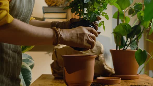 Female Hands Replanting Miniature Roses