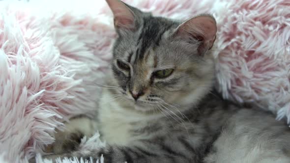 Close Up Of Grumpy Kitten Lying And Looking On Bed