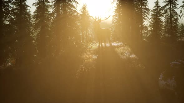 Deer Male in Forest at Sunset