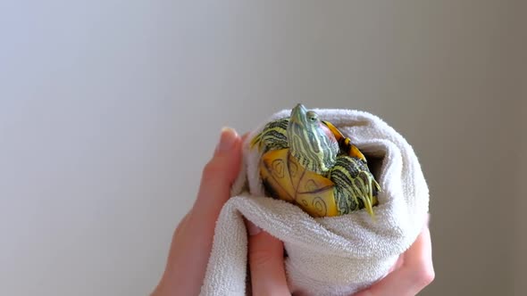 Female Hands Drying Redeared Turtle In White Towel After Washing In Bathtub