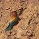 European Beeeater or Merops Apiaster - VideoHive Item for Sale