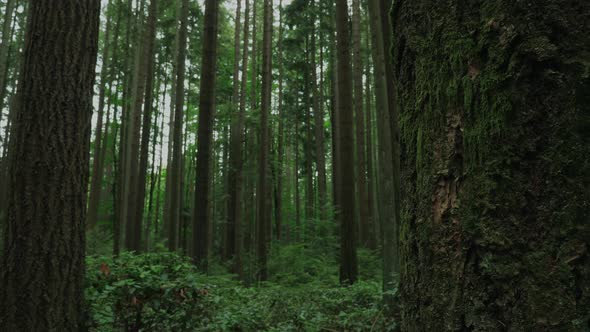 Vancouver British Columbia forest (Pacific Spirit Region)