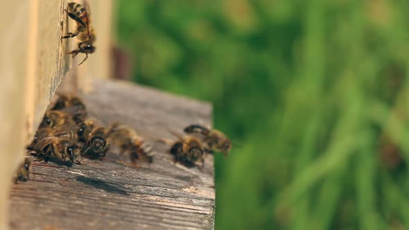 Bees take off for work from a beehive and come back with nectar